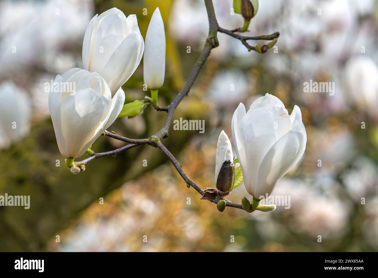 Blühende Magnolie mit Knospen und weißen Blüten im Frühjahr Stockfoto