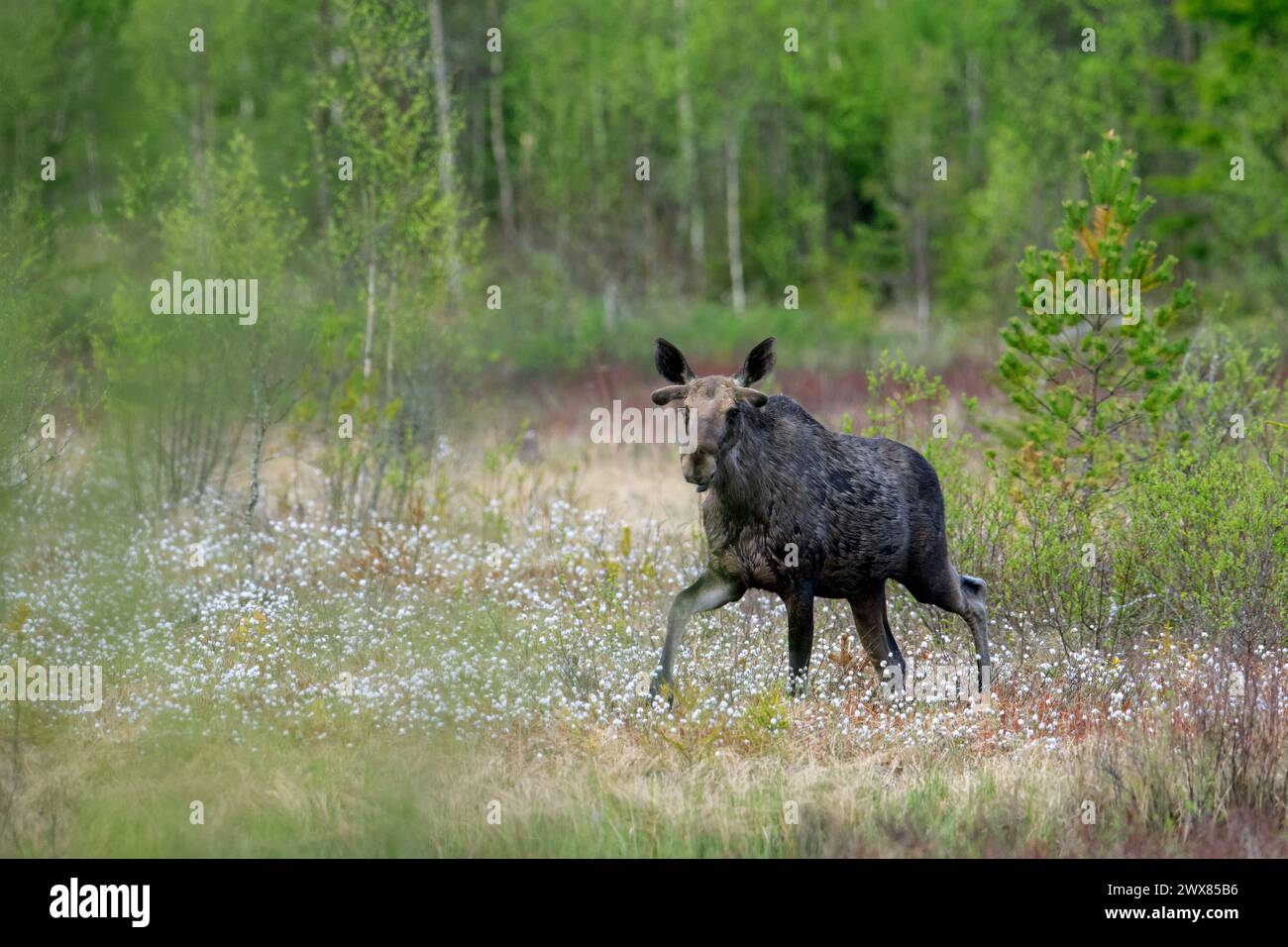 Elche / Elche (Alces alces) Jungbulle mit Geweih bedeckt mit Samtfutter auf der Suche in Sumpfmooren / Sumpfmooren im Frühjahr, Schweden Stockfoto