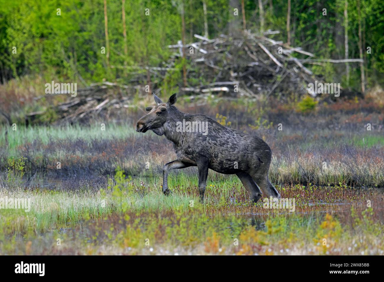 Elche / Elche (Alces alces) Jungbulle mit Geweih bedeckt mit Samtfutter vor Biberhütte im Sumpf / Sumpfgebiet, Schweden Stockfoto