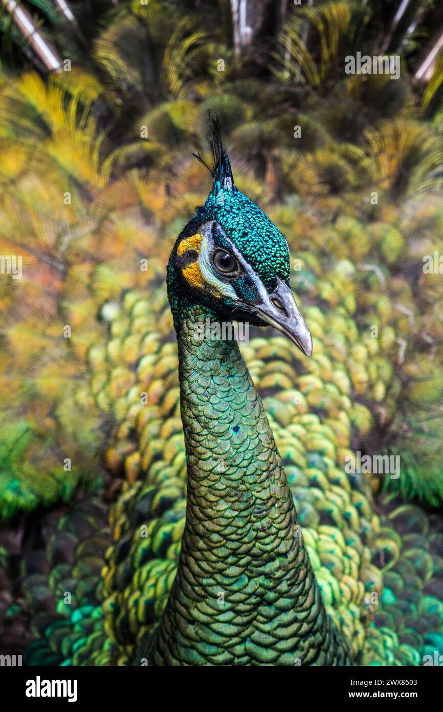 Das Nahgesicht des grünen Pfauens (Pavo muticus). Stockfoto