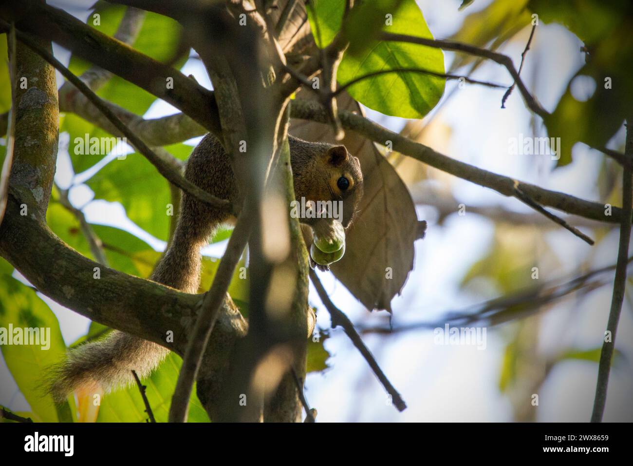 Eichhörnchen, die versuchen, gewöhnliche Guave (Psidium guajava) zu essen. Stockfoto