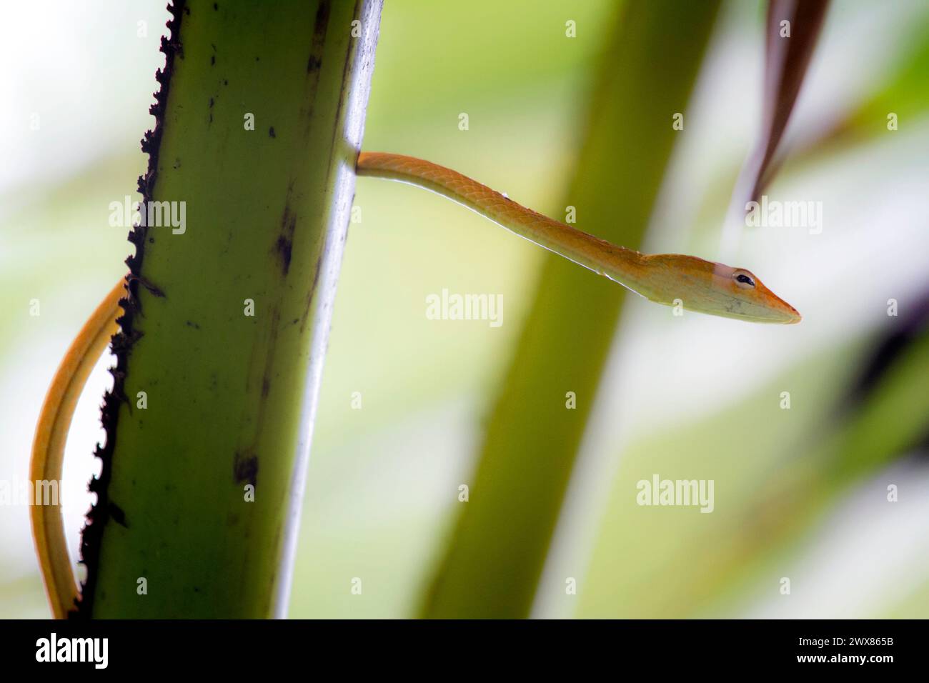 Eine Schlange (Ahaetulla prasina), die sich in einem Baumzweig versteckt. Stockfoto