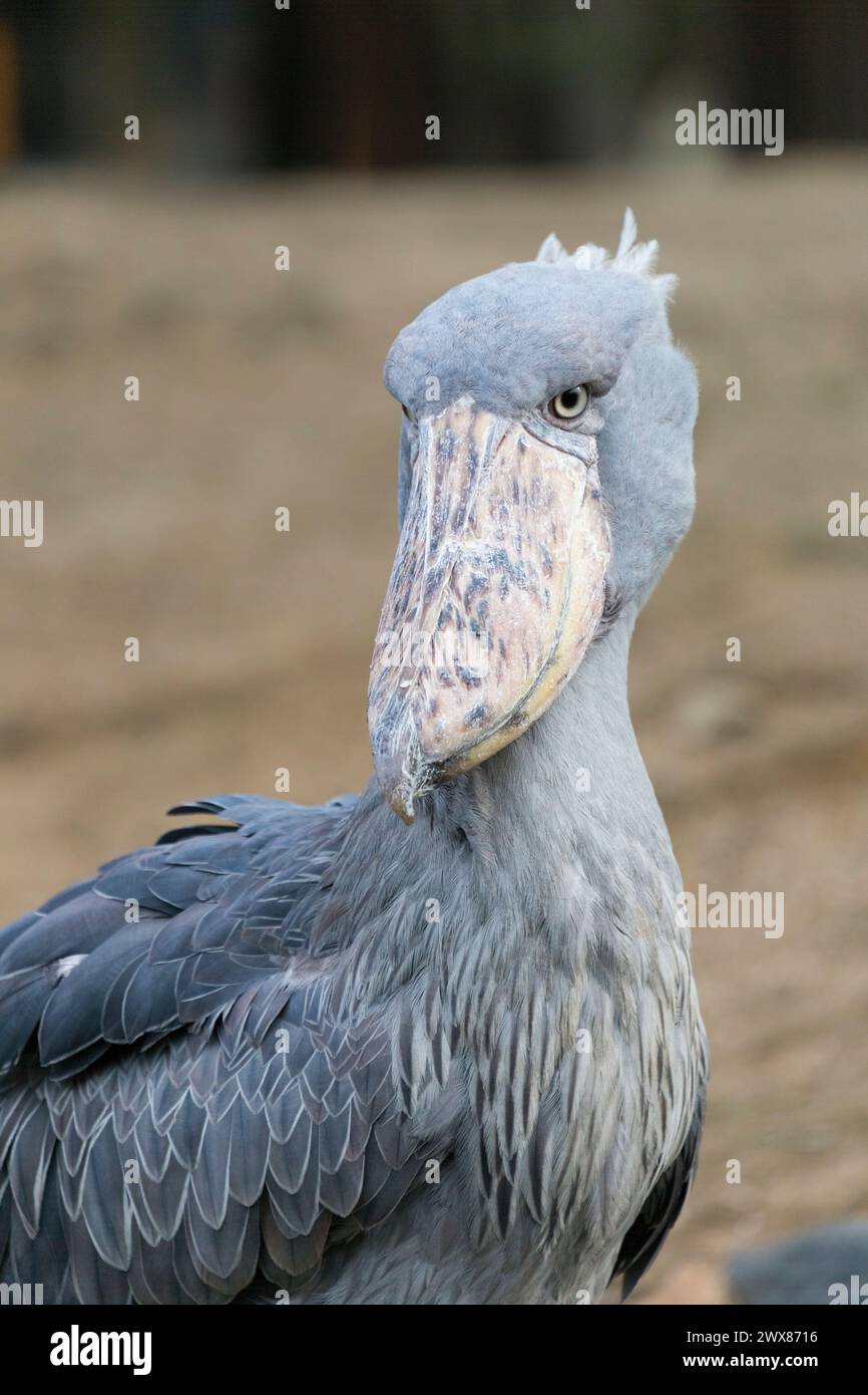 Porträt des Schuhstorchs. Er ist auch bekannt als Whale Bill, ein Walkopfstorch Stockfoto