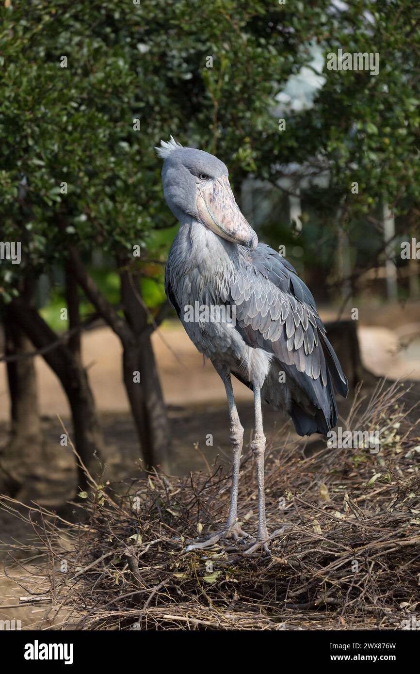 Porträt des Schuhstorchs. Er ist auch bekannt als Whale Bill, ein Walkopfstorch. Stockfoto