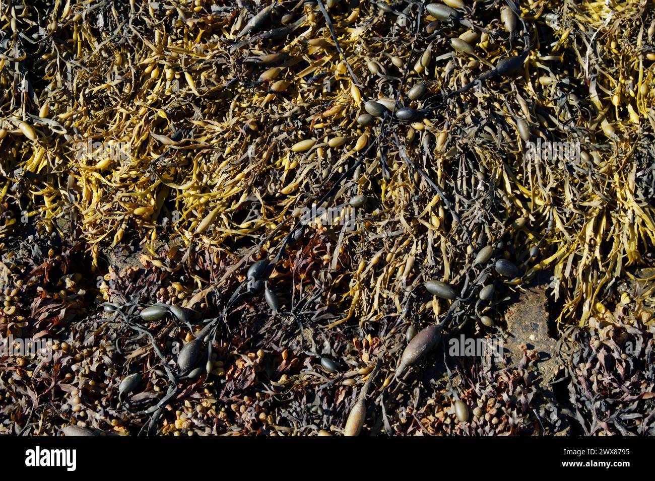 Mischung aus Gelbbraun gekanntem Wrack Sea Weed, Pelvetia canaliculata und geknüpftem Wrack, Ascophyllum nodosum, an der Upper Shore, Lymington, Großbritannien Stockfoto