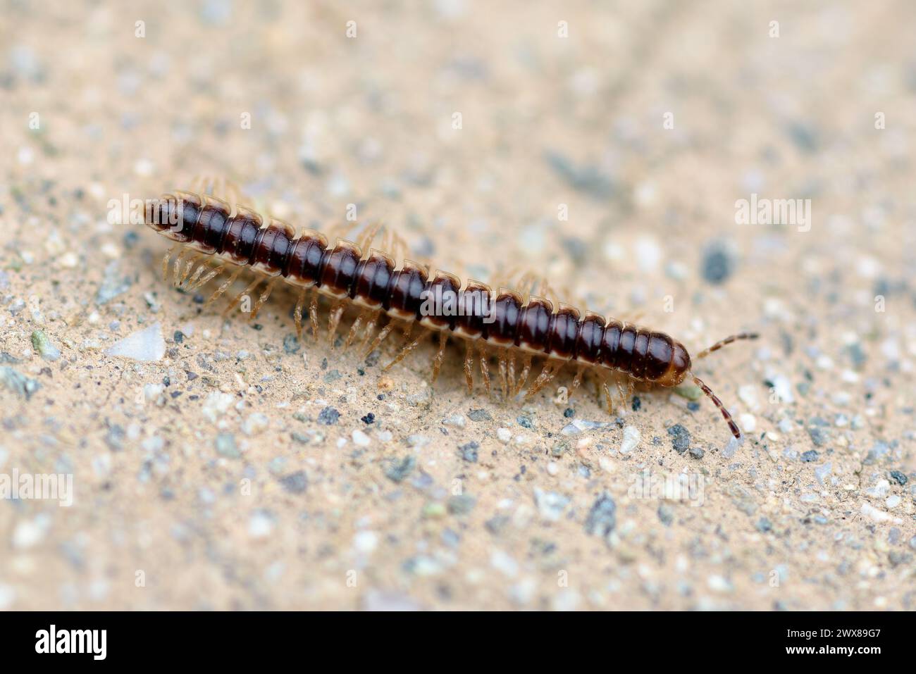 Eine Nahaufnahme eines Tausendfüßlers im Gewächshaus, Oxidus gracilis, auf dem Trail im Carbon Canyon Regional Park in Brea, Kalifornien. Quelle: Erik Morgan Stockfoto