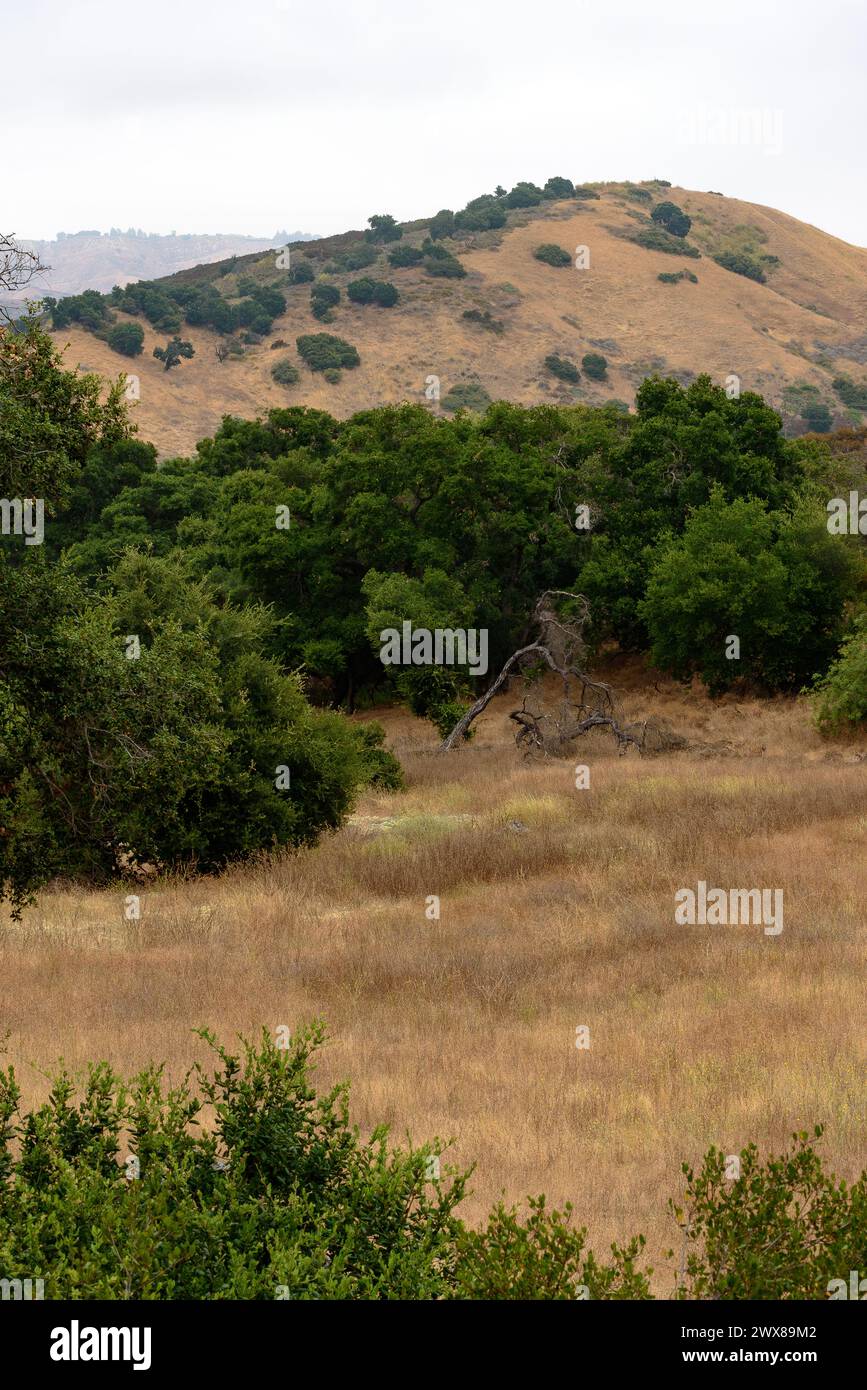 Eine Vertikal aus Grasland, Bäumen und Hügeln auf der King C Gillette Ranch in den Santa Monica Mountains in Calabasas, Kalifornien. Quelle: Erik Morgan Stockfoto