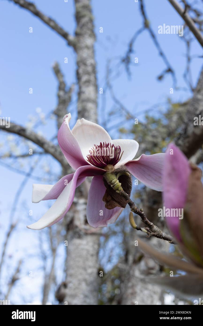 Magnolia 'Iolanthe'. Stockfoto