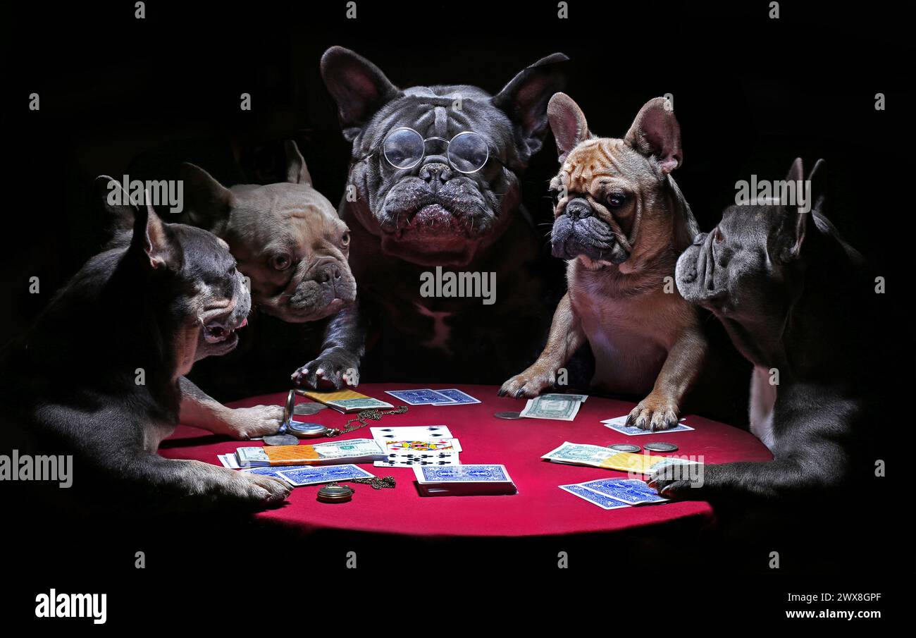 Französische Bulldoggen spielen Karten Stockfoto