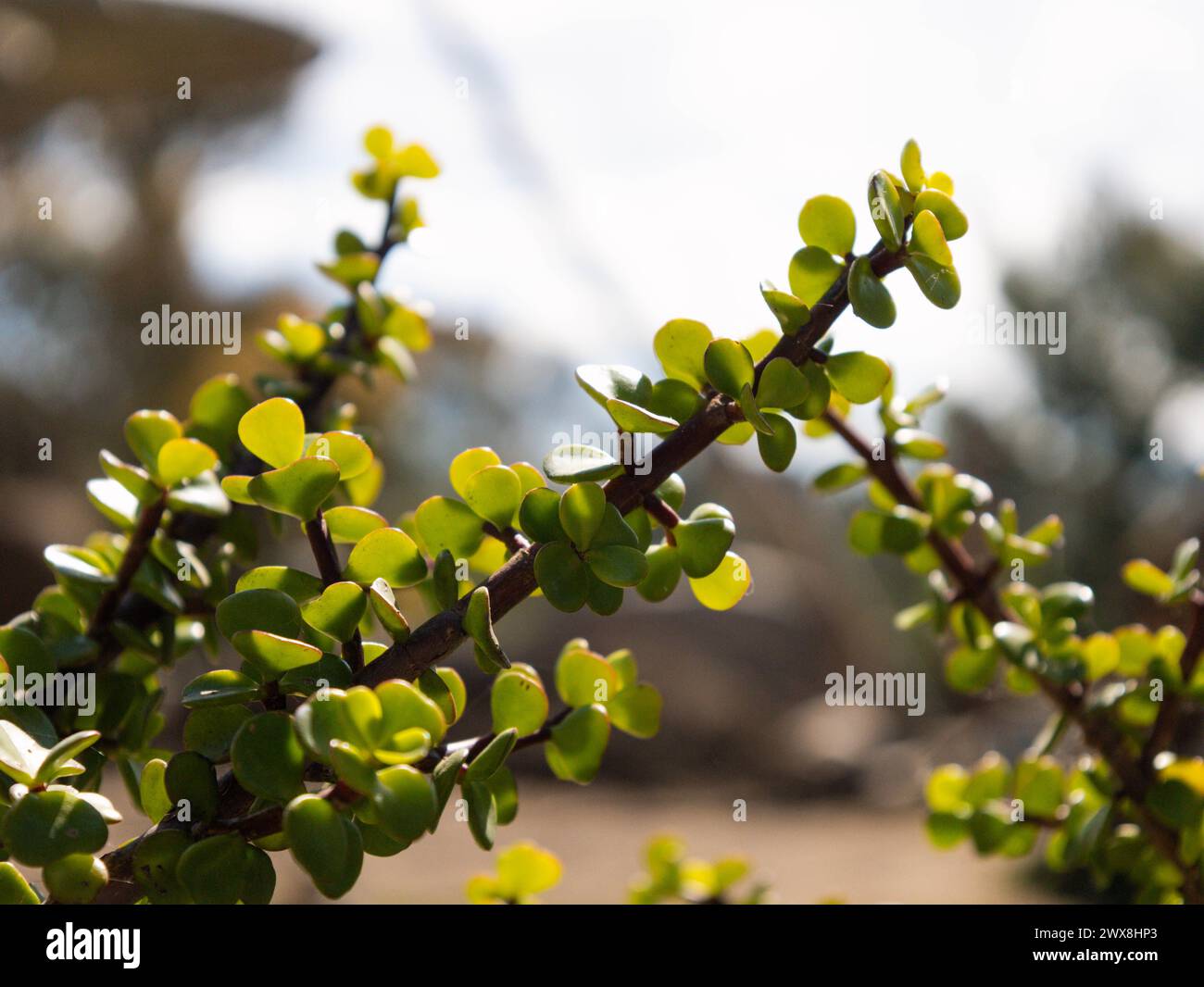 Elefantenbusch im San Diego Zoo Stockfoto