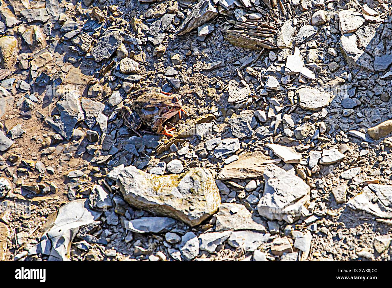 Frosch sonnt sich zwischen den Steinen in der Sonne. Schutz von Amphibien und anderen Tieren Stockfoto