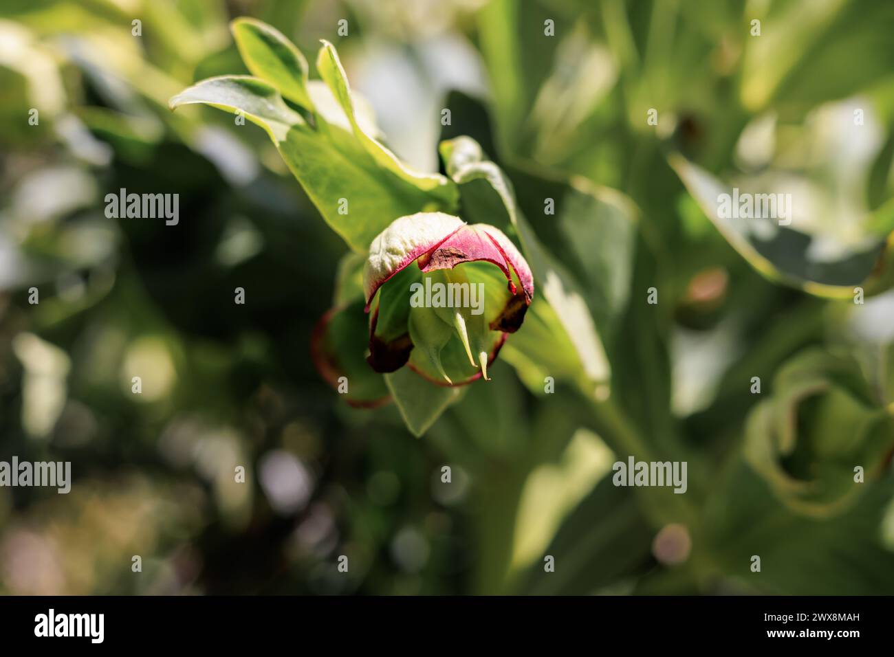 Grüne stinkende Helleborblüten aus nächster Nähe Stockfoto