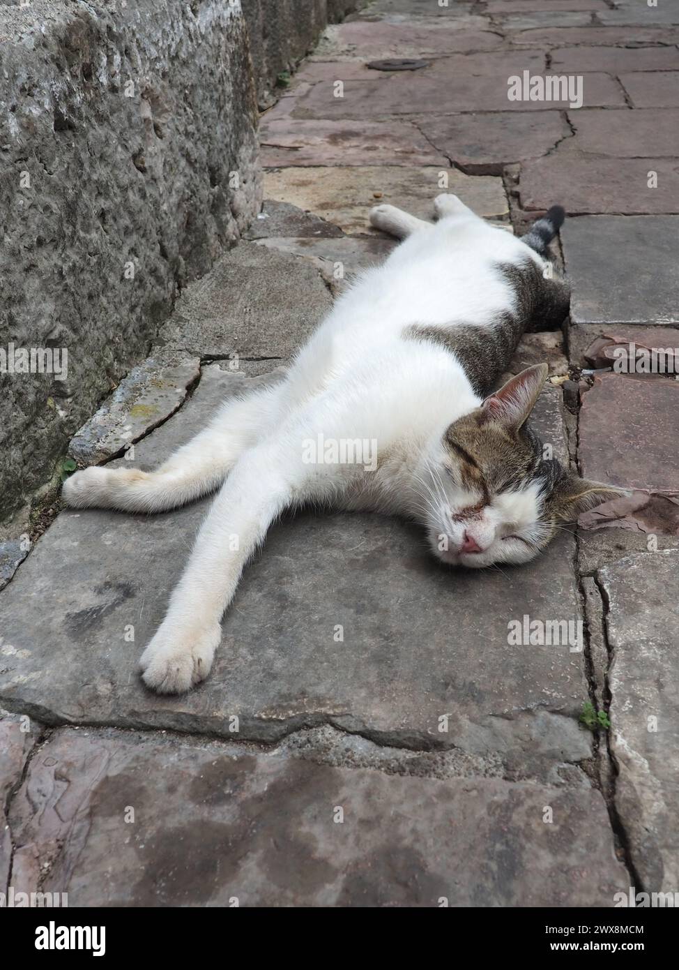 Niedliche Katze, die sich auf einem Bürgersteig in der Altstadt von Kotor, Montenegro, entspannt. Die Katze Felis catus, Hauskatze ist eine domestizierte Art der Familie Felidae. W Stockfoto