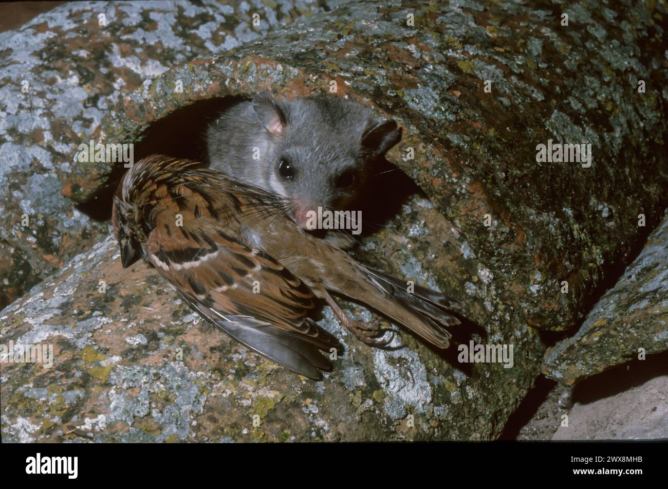 Europäischer Essbarer Schlafsaal oder Europäischer Fettschläfer (Glis glis), der einen Vogel hält Stockfoto