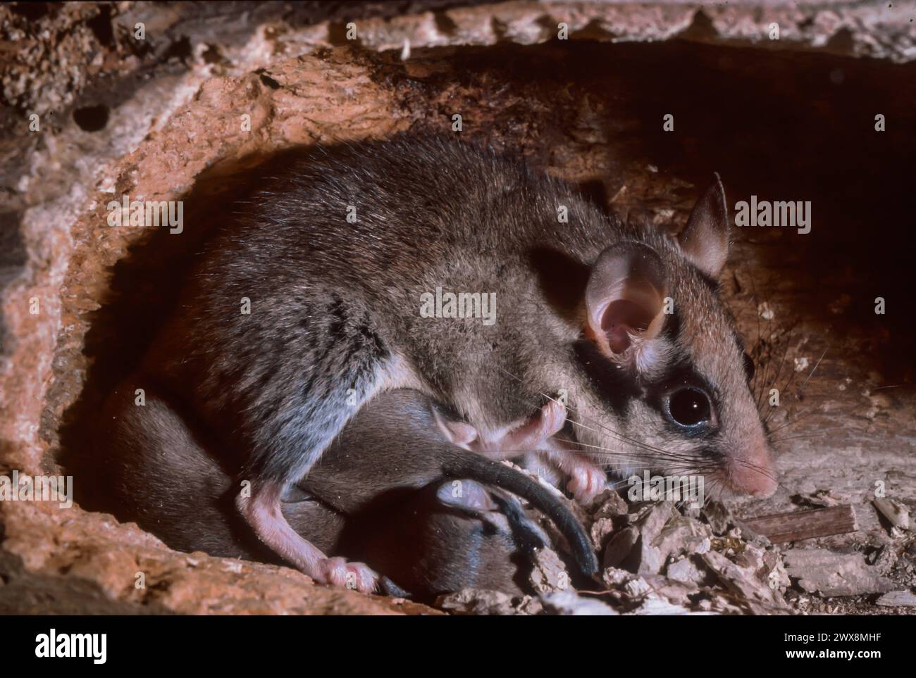 Gartendormaus (Eliomys quercinus) pflegt seine 18 Tage alten Babys in einer Höhle Stockfoto