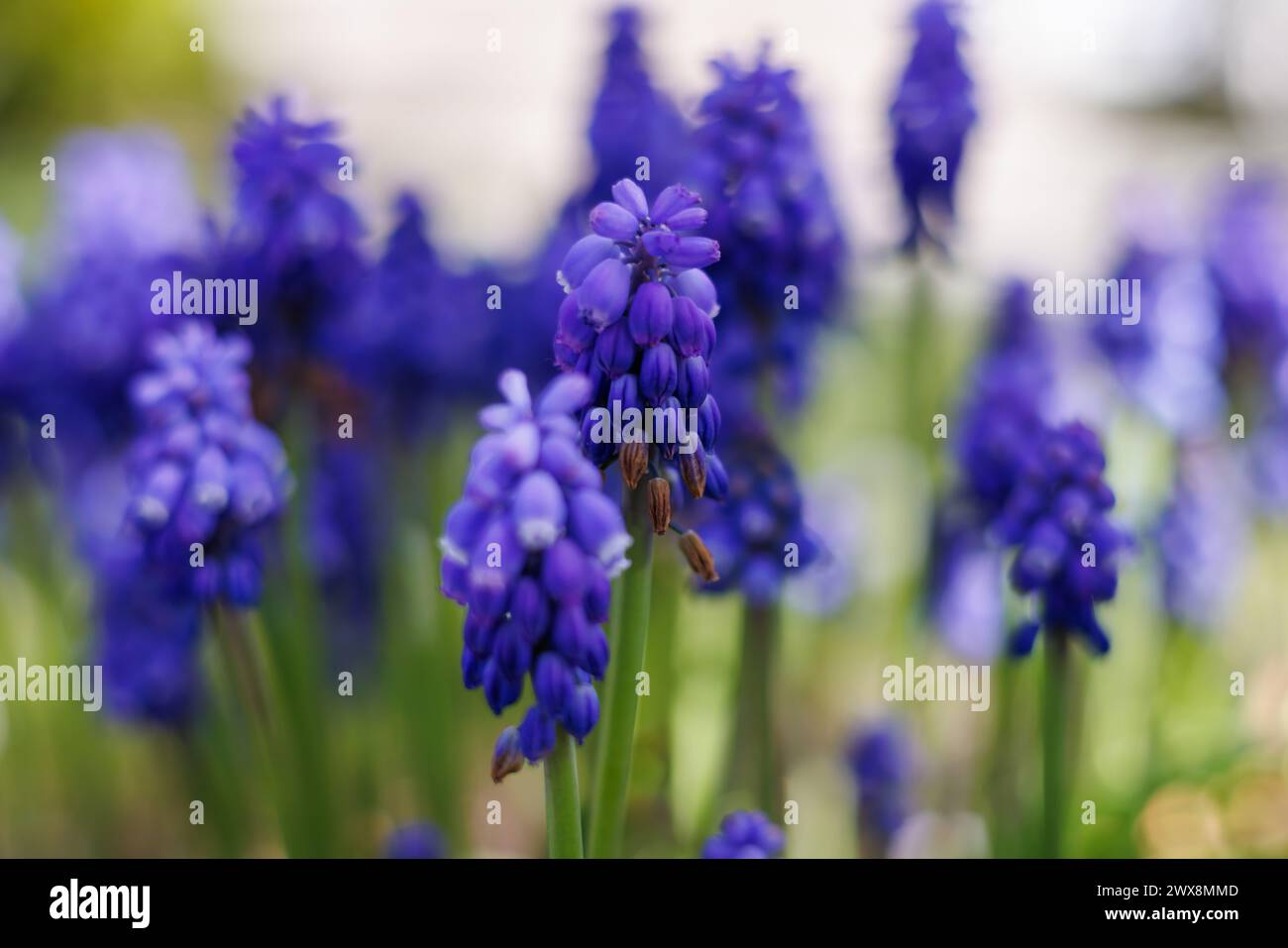 Kobaltblaue Muscari-Blüten aus nächster Nähe Stockfoto