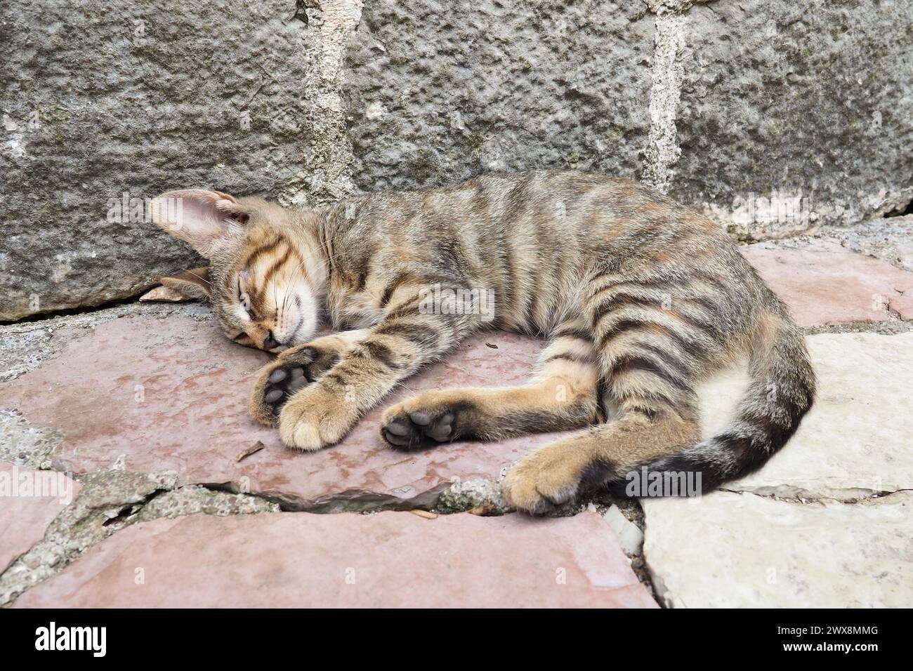 Niedliche Katze, die sich auf einem Bürgersteig in der Altstadt von Kotor, Montenegro, entspannt. Die Katze Felis catus, Hauskatze ist eine domestizierte Art der Familie Felidae. W Stockfoto