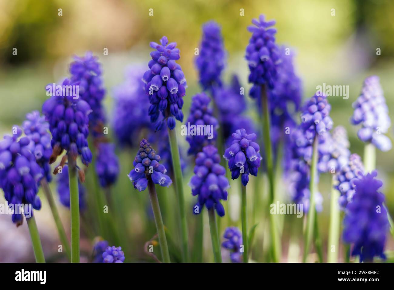 Kobaltblaue Muscari-Blüten blühen Stockfoto