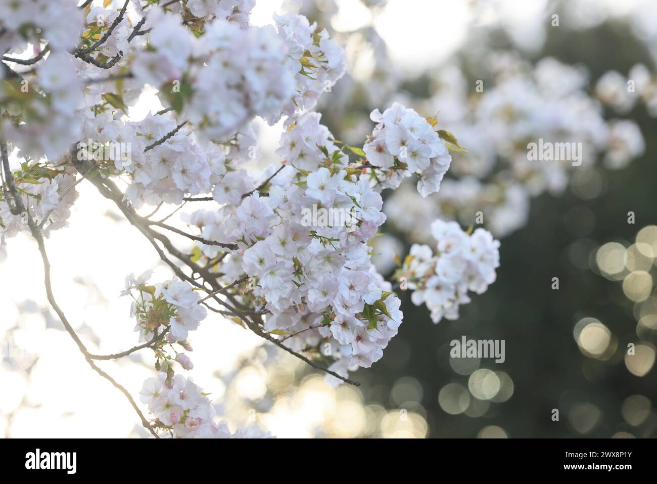 Frühlingsblumen im Regents Park, Ostern 2024, trotz des unruhigen Wetters, in London, Großbritannien Stockfoto