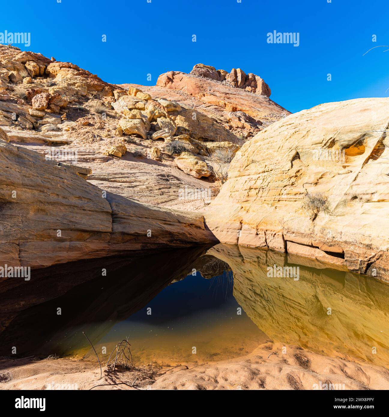 Aztekische Sandsteinformation Reflexion in Small Pond, Valley of Fire State Park, Nevada, USA Stockfoto