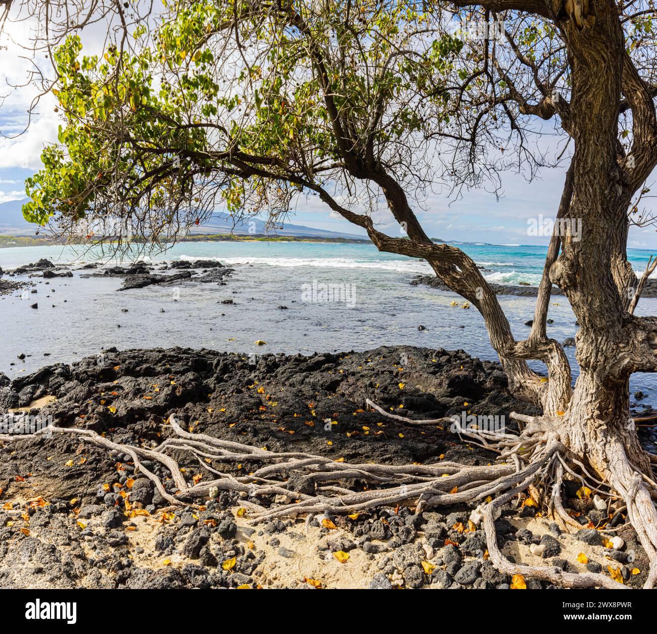 Bäume wachsen an der Vulkanküste der Anaehoomalu Bay, Hawaii Island, USA Stockfoto