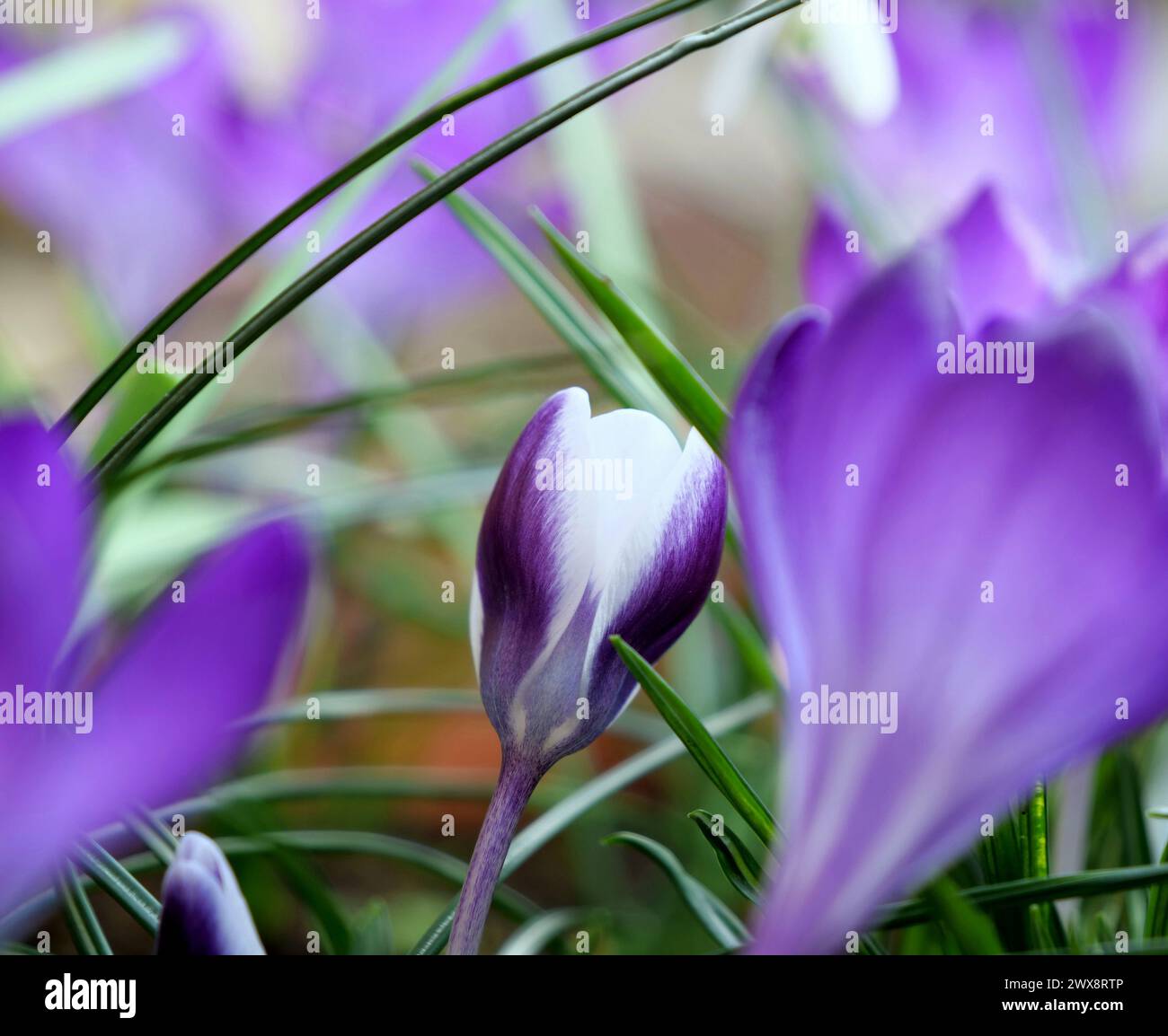 Foto eines blühenden Krokus. Stockfoto