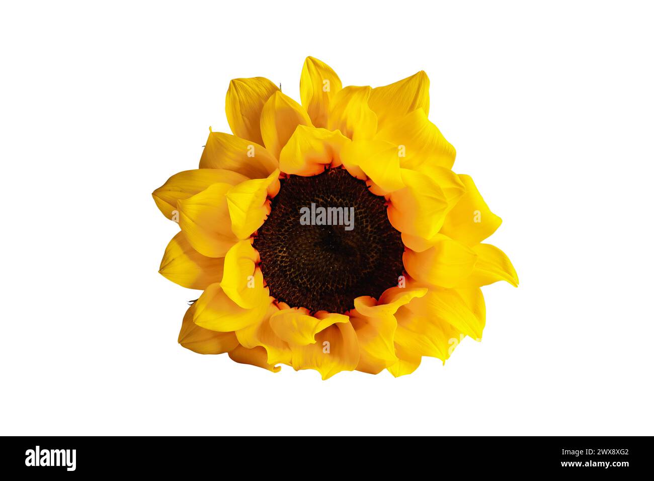 Schöne echte gelbe und orange Sonnenblume isoliert über weißem Hintergrund mit Beschneidungspfad im Preis inbegriffen. Stockfoto