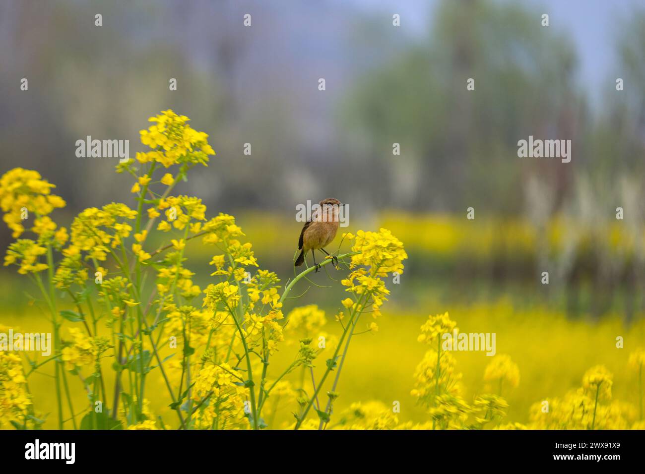 28. März 2024, Srinagar Kashmir, Indien: Ein Vogel wird in einer Pflanze eines Senffeldes am Stadtrand von Srinagar gesehen. Am 28,2024. März in Srinagar, in Stockfoto