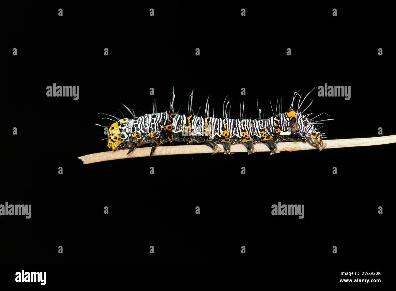 Achtfleckige waldraupe (Alypia octomaculata) am Pflanzenstamm, Nachtsicht mit Kopierraum. Makrocharakter, Schädlingsbekämpfung Frühjahrskonzept. Stockfoto