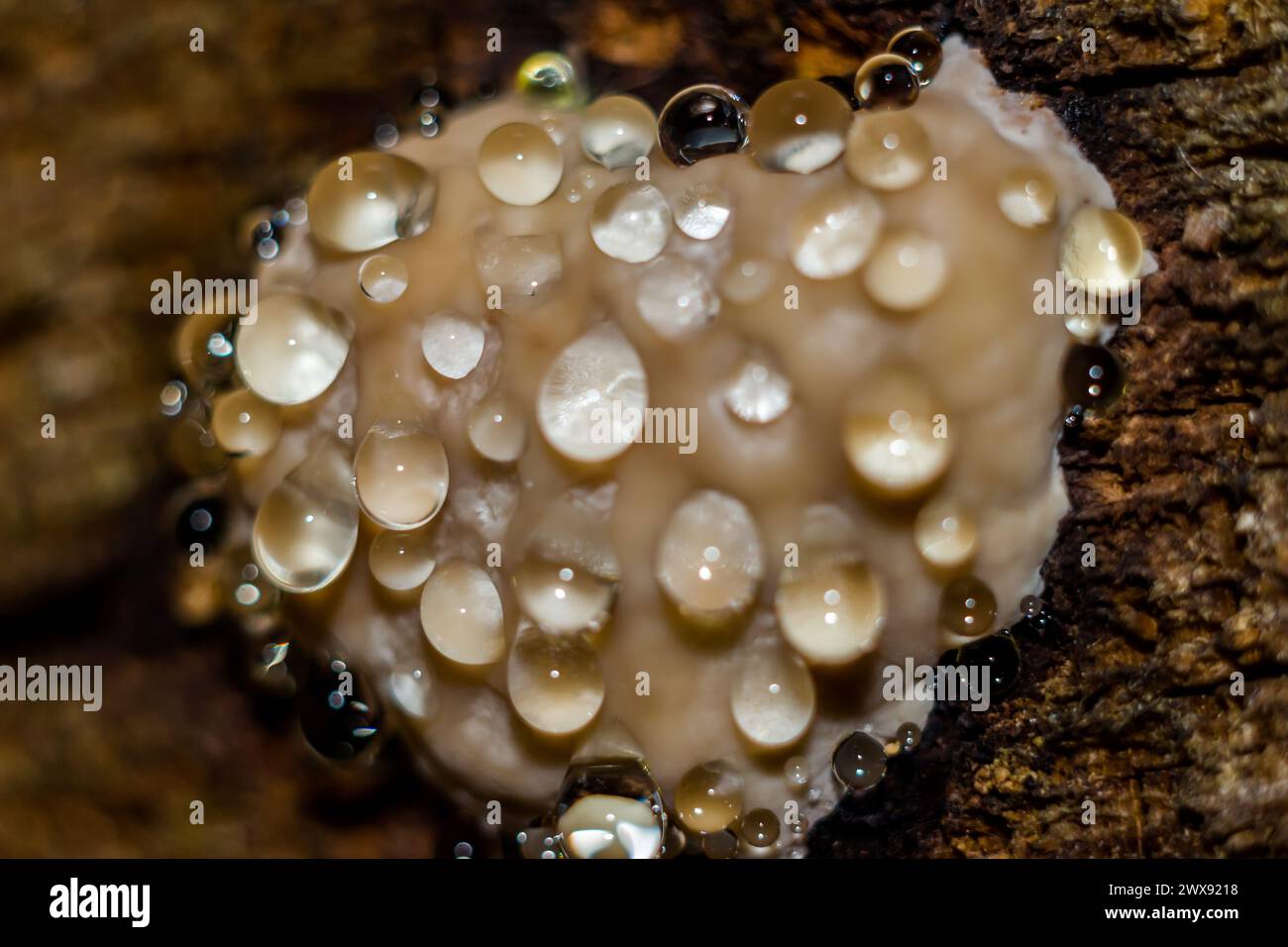 Rotgürtelkonkenpilz (Fomitopsis pinicola) - ein Trauerpilz, der Tropfen Wasser absondert. Nahansicht Stockfoto