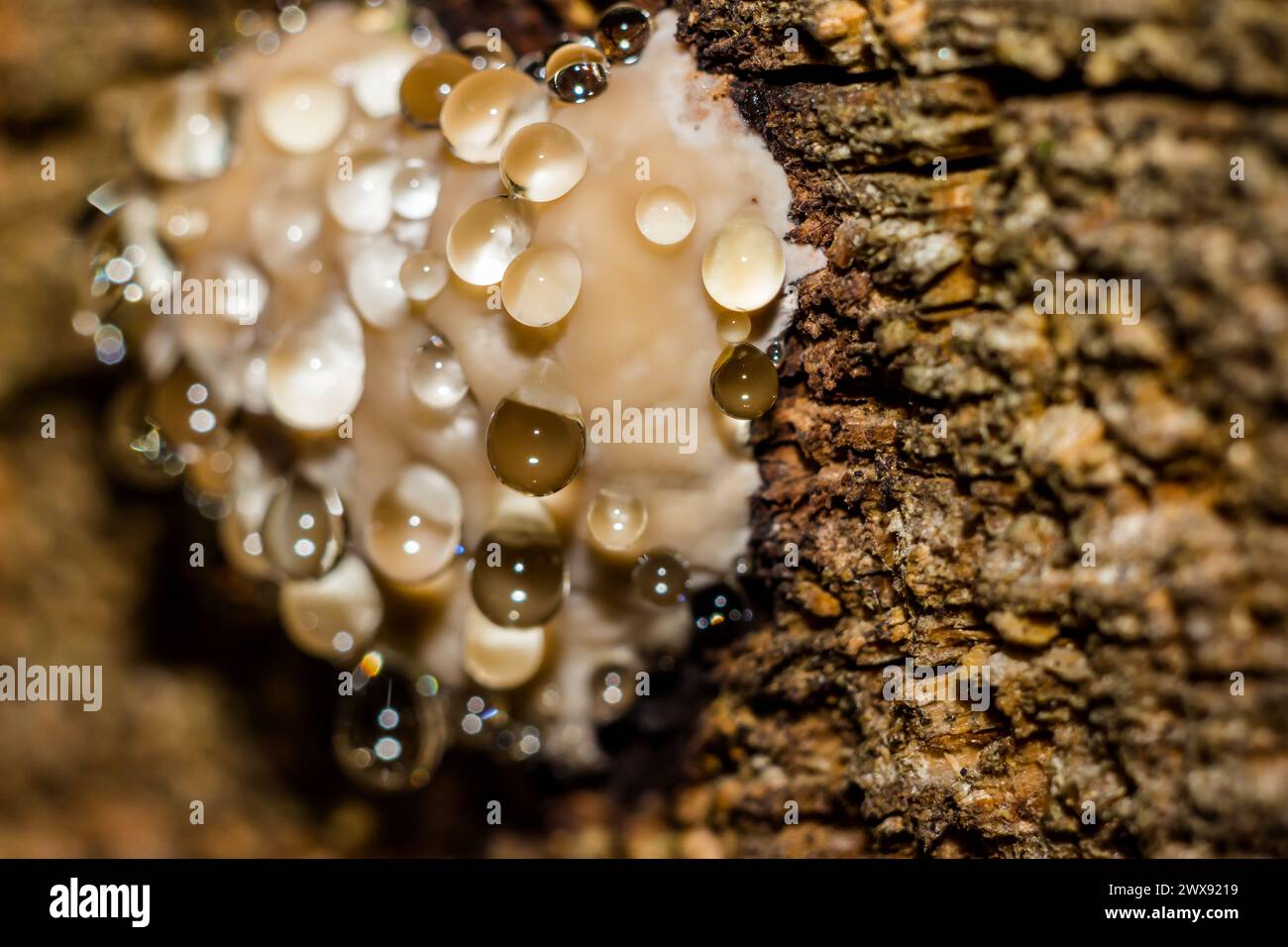 Rotgürtelkonkenpilz (Fomitopsis pinicola) - ein Trauerpilz, der Tropfen Wasser absondert. Nahansicht Stockfoto
