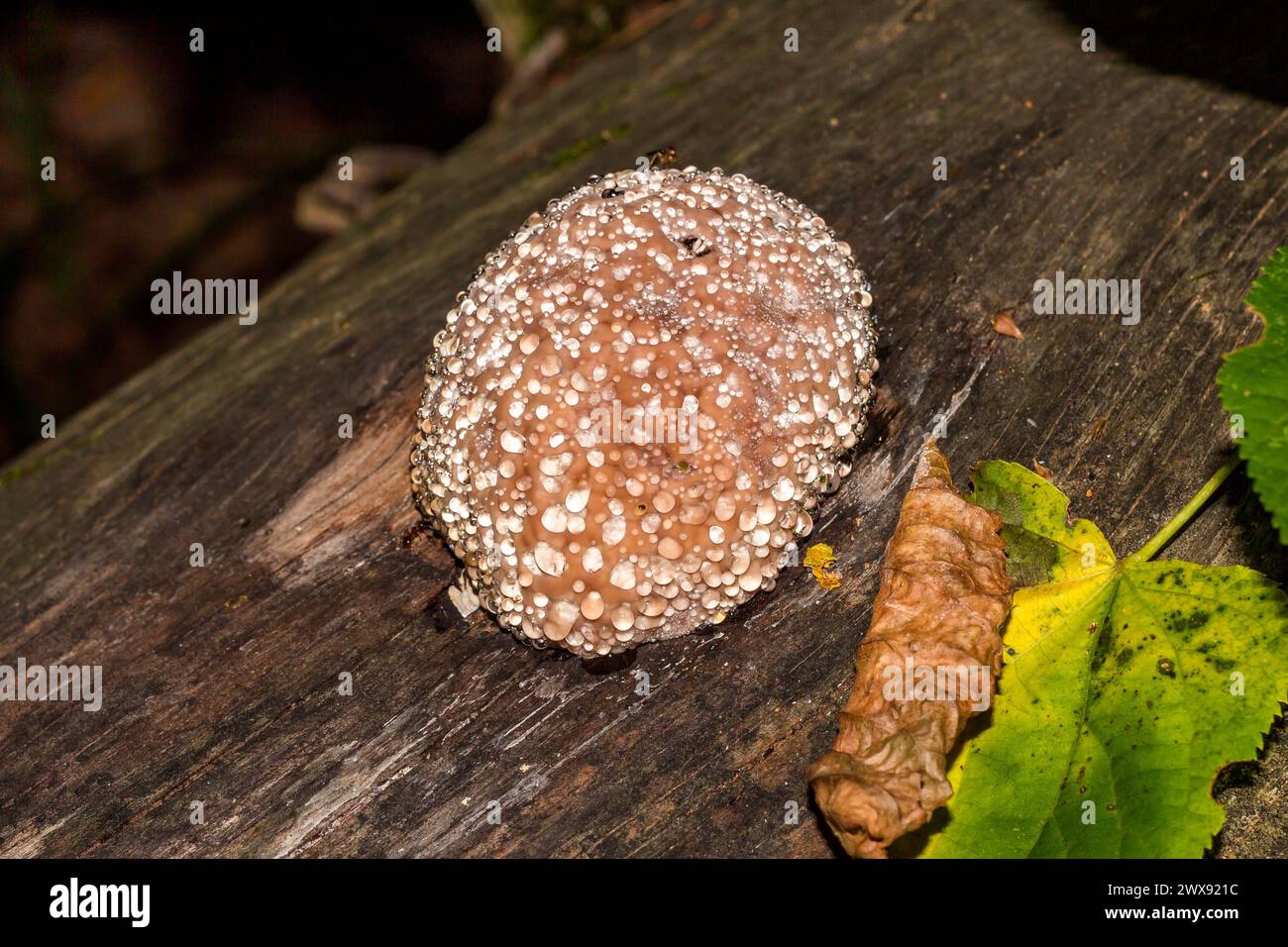 Rotgürtelkonkenpilz (Fomitopsis pinicola) - ein Trauerpilz - ein Pilz, der auf einem faulen Stumpf wächst und Wassertropfen absondert. Allgemeine Ansicht Stockfoto