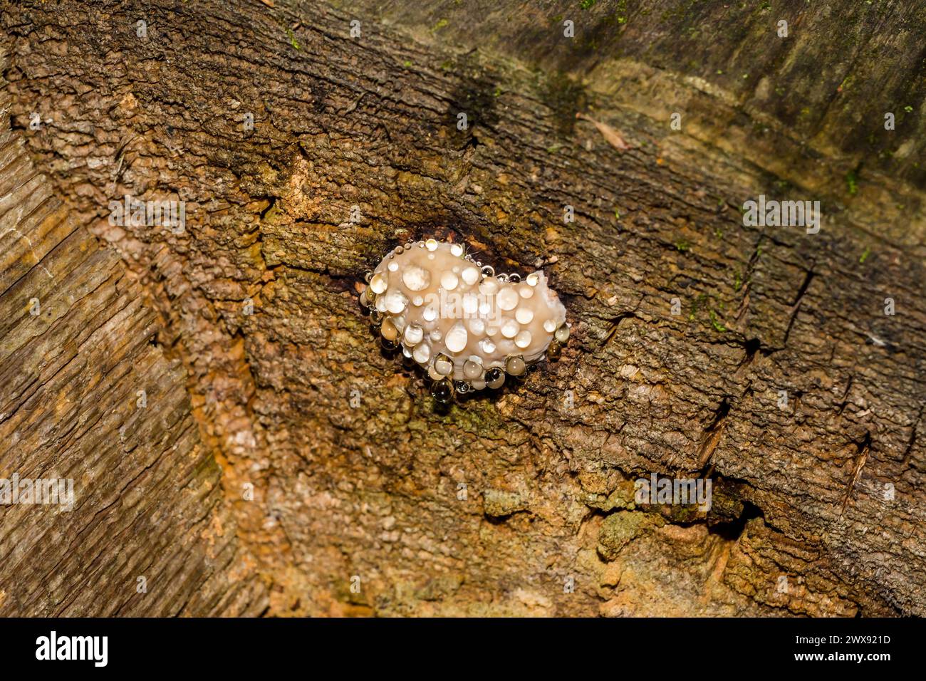 Rotgürtelkonkenpilz (Fomitopsis pinicola) - ein Trauerpilz - ein Pilz, der auf einem faulen Stumpf wächst und Wassertropfen absondert. Allgemeine Ansicht Stockfoto
