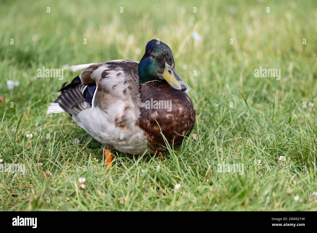 Ein Mann (drake) Mallard (Anas platyrhynchos), der auf Gras steht. Stockfoto