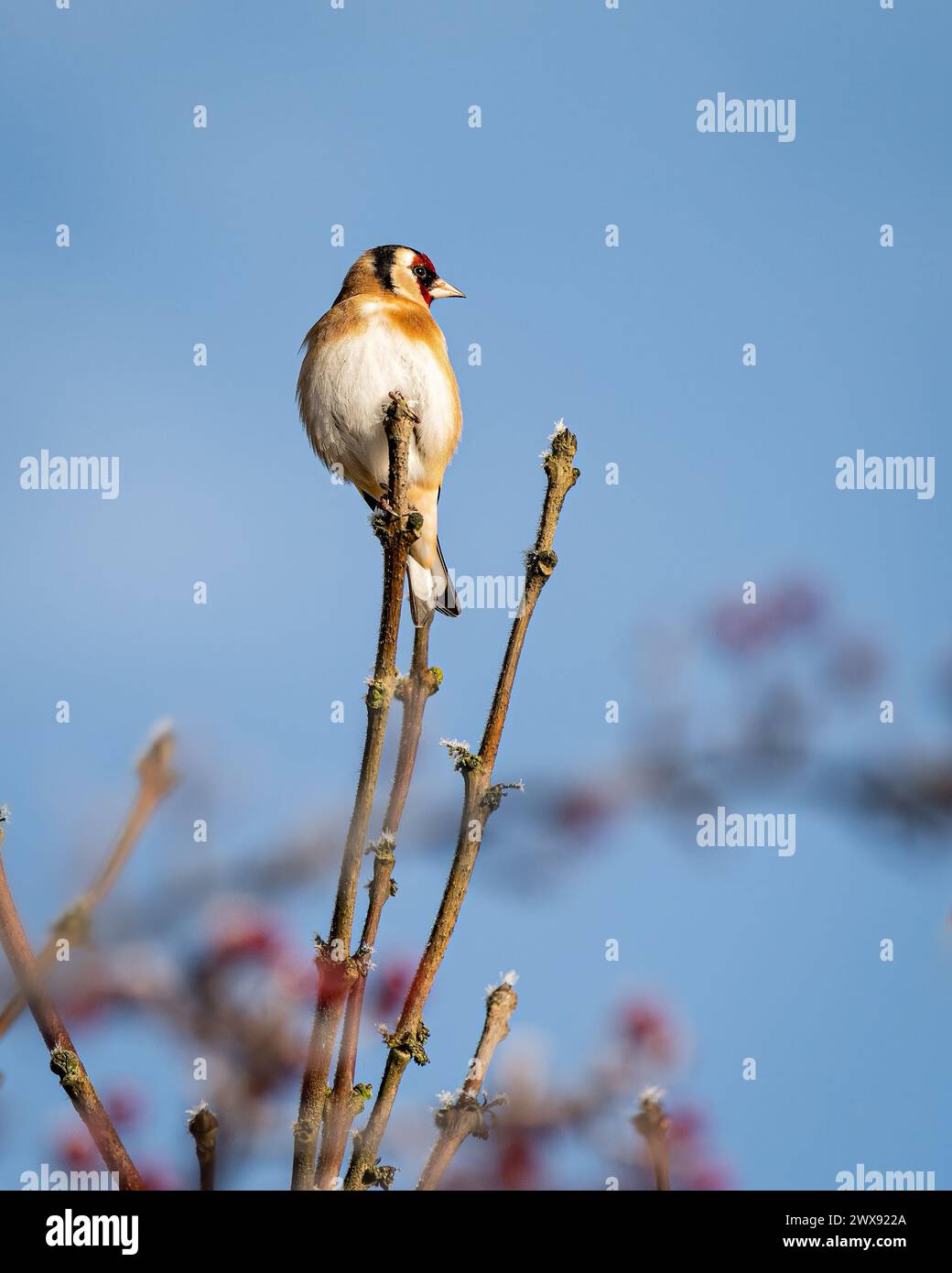 Ein Goldfink (Carduelis carduelis), der auf einem Ast vor einem blauen Himmel sitzt. Stockfoto