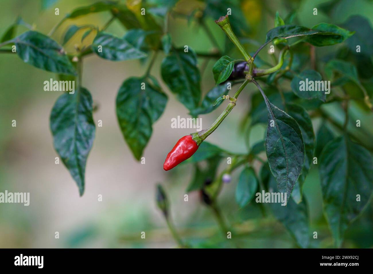 Rote Chili hängt am Baum, Nahaufnahme, selektiver Fokus, (Chilli Cayenne Pfeffer) Stockfoto
