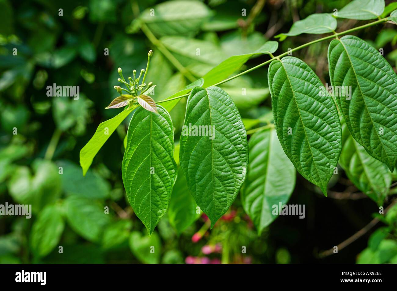 Rangoon Kriechbaum mit seinen Blättern und Blütenständen Stockfoto