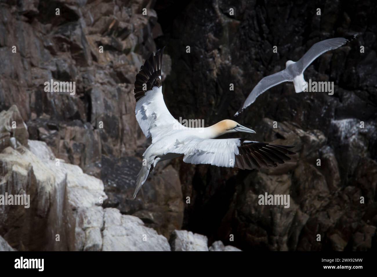 Ein Tölpel im Flug entlang einer Klippe in County Wexford, Irland Stockfoto