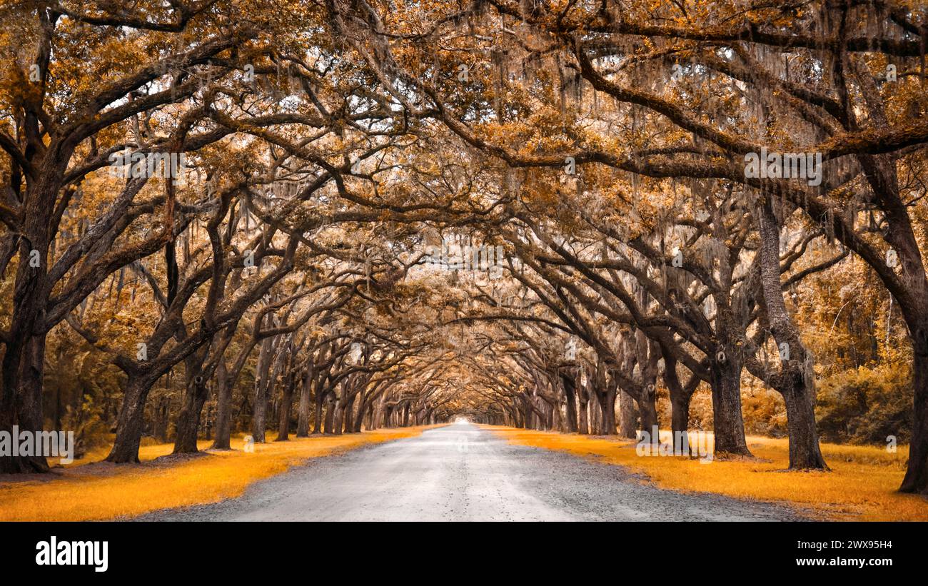 Panoramabild einer Allee mit alten Eichenbäumen in Wormsloe, Georgia; Herbstfarben, zentriert, 16:9 Stockfoto