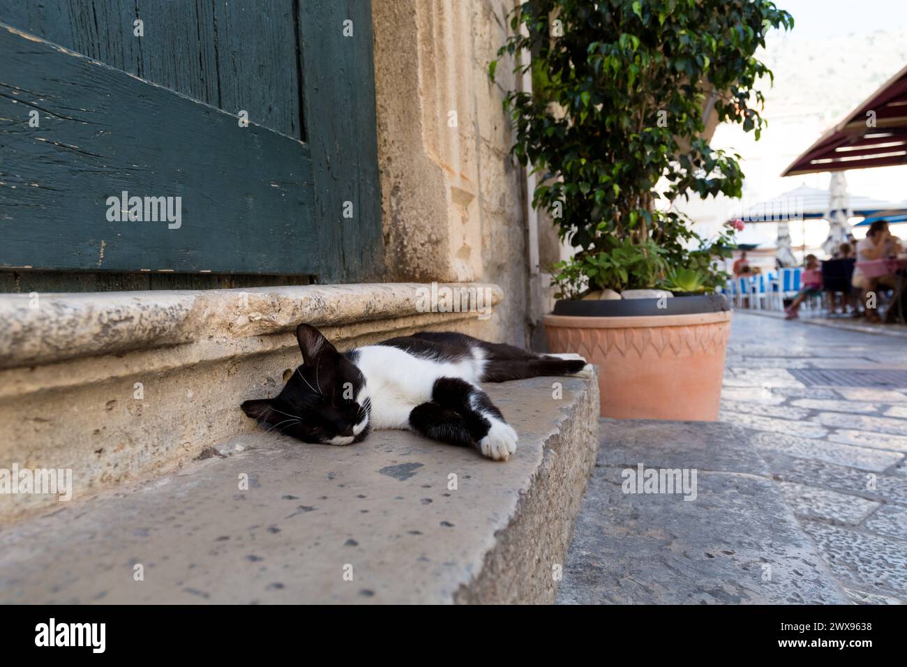 Schwarz-weiße Katze, die auf der Steintreppe schläft, in der Altstadt von Dubrovnik, Kroatien. Stockfoto