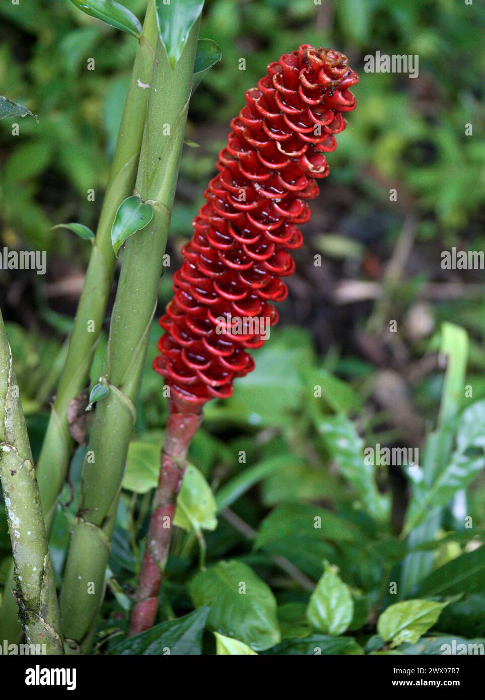 Ingwerpflanze, Zingiber spectabile, Zingiberaceae. Costa Rica. Eine Familie tropischer und subtropischer Staudenkräuter. Stockfoto