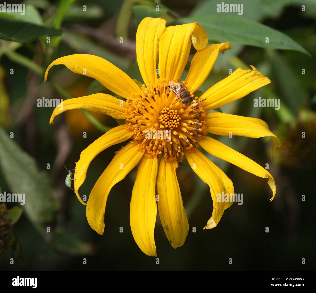 Baummarigold, mexikanisches Tournesol, mexikanische Sonnenblume, japanische Sonnenblume oder Nitobe Chrysantheme, Tithonia diversifolia, Asteraceae. Costa Rica. Tithon Stockfoto