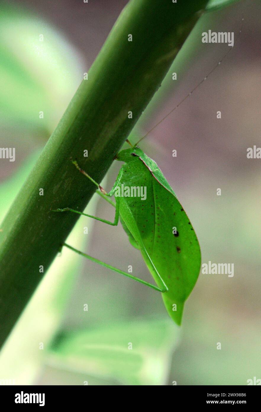 Blattmimimik, False Leaf Katydid, Orophus tessellatus, Tettigoniidae, Orthoptera. Costa Rica. Sie stammt aus Mexiko, Mittelamerika und Südamerika. Insek Stockfoto