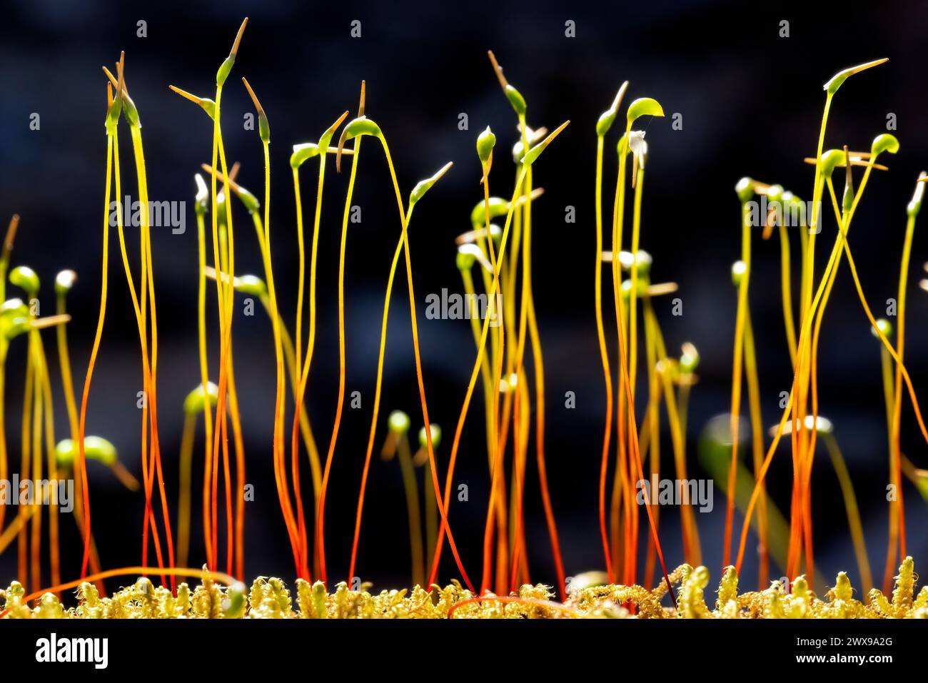 Nahaufnahme des Sporophytenstadiums der Moospflanzen - Pisgah National Forest, nahe Brevard, North Carolina, USA Stockfoto