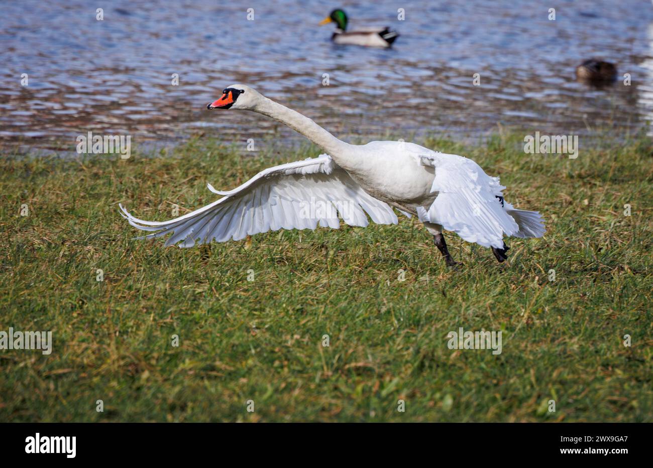 Weißer Schwan auf dem Gras, starte mit weit geöffneten Flügeln Stockfoto Weißer Schwan auf dem Gras, starte mit weit geöffneten Flügeln Stockfoto