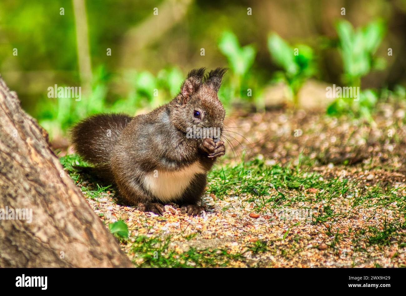 Ein braunes Eichhörnchen, das neben einem Baum auf einem grasbewachsenen Feld sitzt Stockfoto