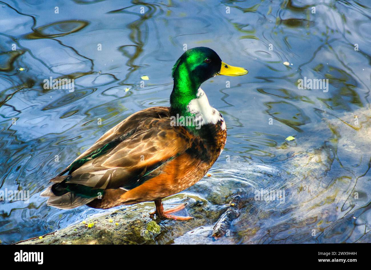 Eine einsame Ente in einem Teich Stockfoto
