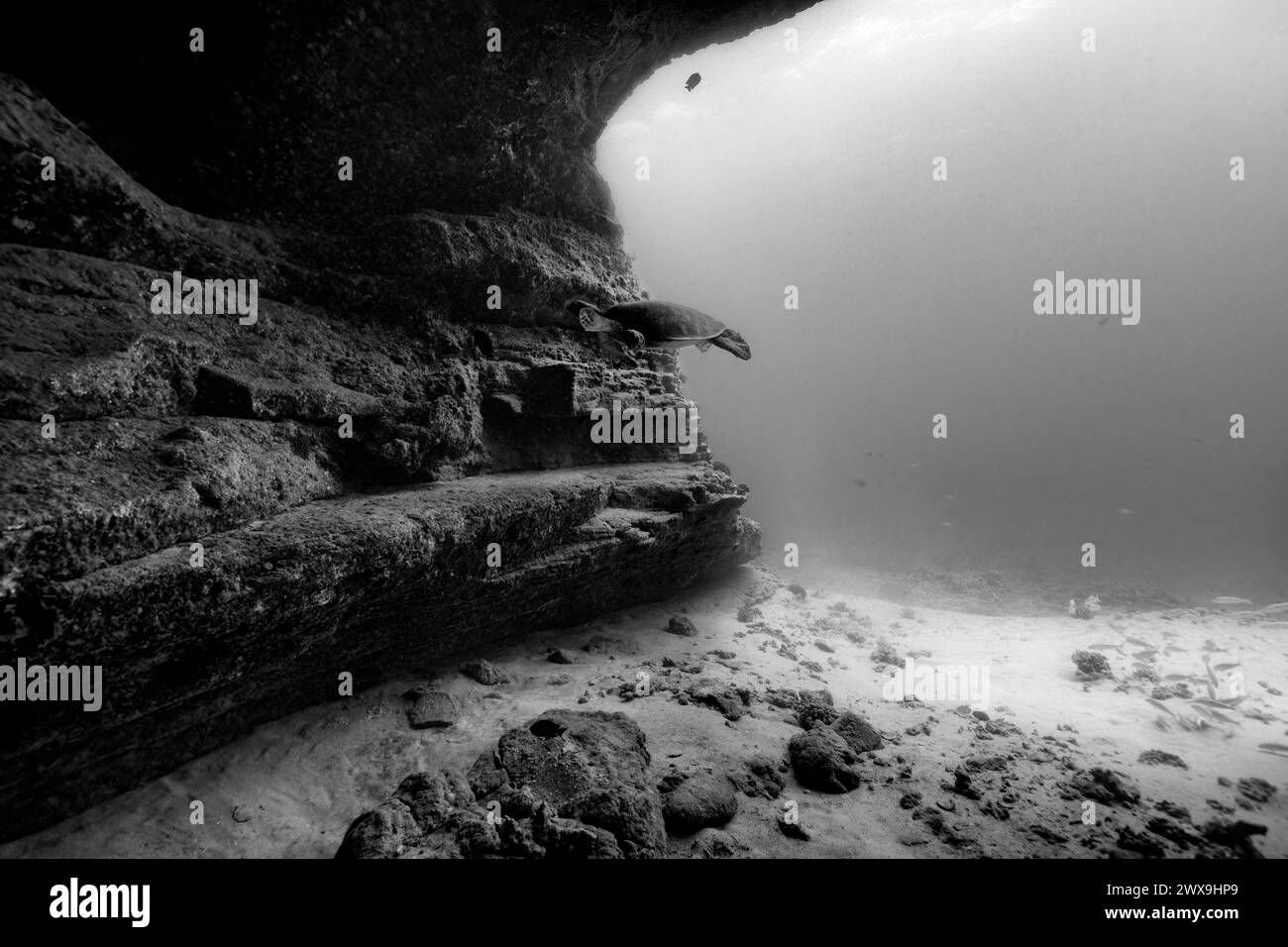 Eine pazifische grüne Meeresschildkröte tritt in einen Unterwasserhöhleneingang ein und zeigt die schattige Struktur der Höhlenwand und des Sandbodens. In Schwarzweiß. Stockfoto