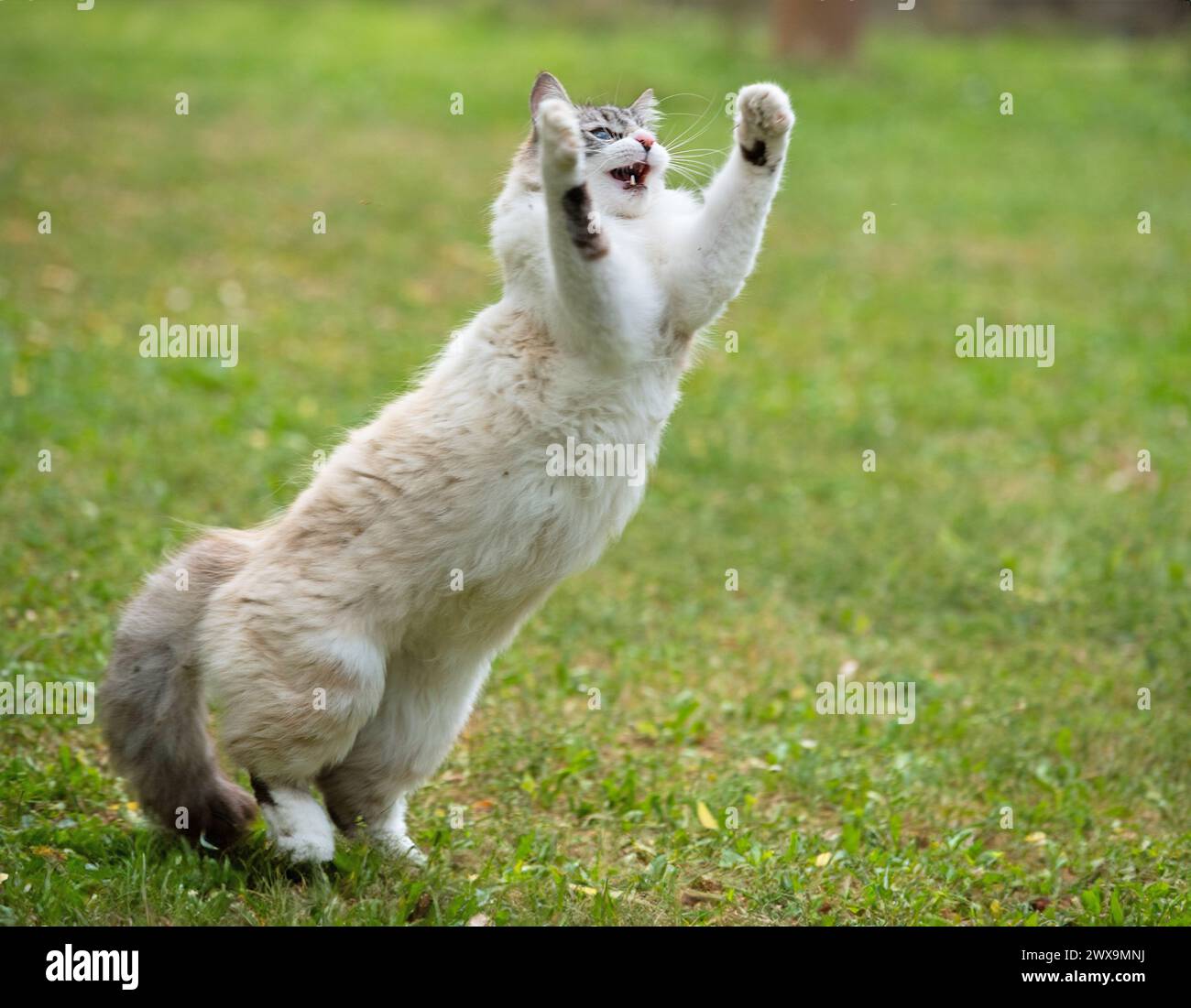 eine Ragdoll Katze spielen im Garten Stockfoto