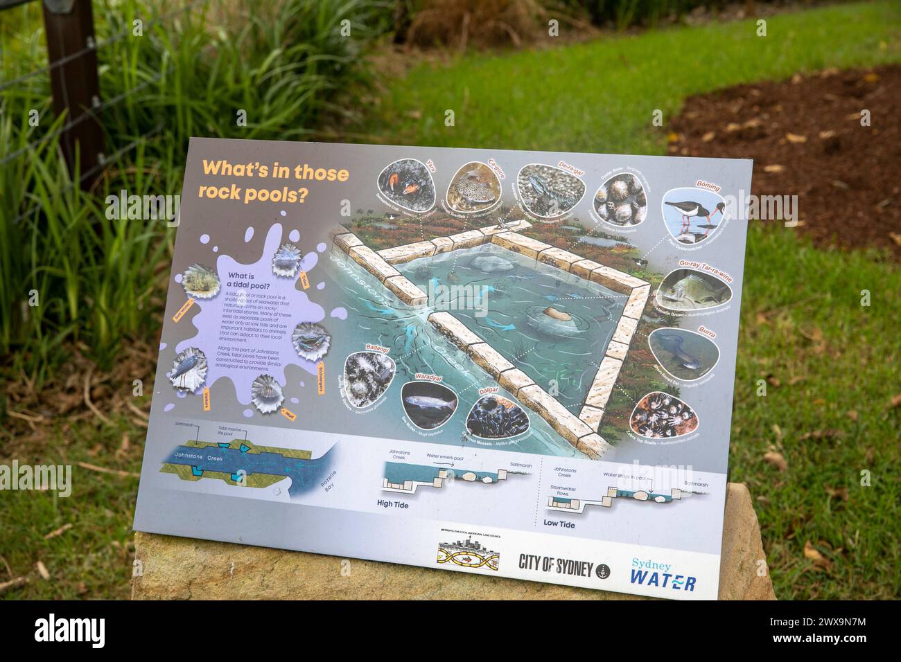 Glebe Sydney, Feuchtgebiete entlang des Johnstons Creek, einschließlich der Felsenbecken des Ozeans, New South Wales, Australien Stockfoto